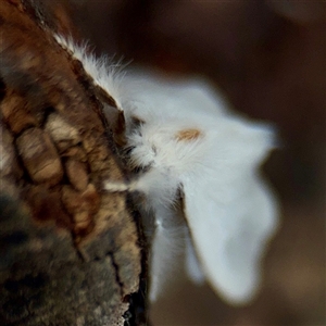 Lymantriinae (subfamily) at Tarago, NSW - 8 Mar 2025 01:04 PM