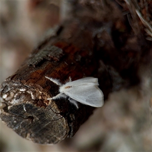 Lymantriinae (subfamily) at Tarago, NSW - 8 Mar 2025 01:04 PM