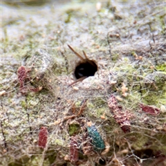 Segestriidae sp (family) (Tube Dwelling Spider) at Tarago, NSW - Yesterday by Hejor1