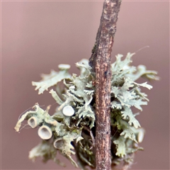 Ramalina sp. at Tarago, NSW - Yesterday by Hejor1