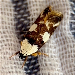 Ardozyga abruptella (A Gelechioid moth) at Lake George, NSW - 8 Mar 2025 by Hejor1