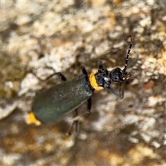 Chauliognathus lugubris (Plague Soldier Beetle) at Lake George, NSW - 8 Mar 2025 by Hejor1