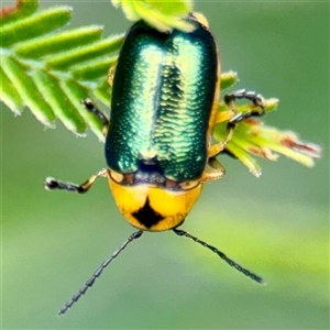 Aporocera (Aporocera) consors (A leaf beetle) at Lake George, NSW - 8 Mar 2025 by Hejor1