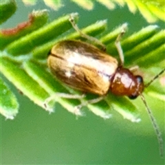 Monolepta sp. (genus) (Leaf beetle) at Lake George, NSW - Yesterday by Hejor1