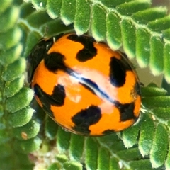 Coccinella transversalis (Transverse Ladybird) at Lake George, NSW - Yesterday by Hejor1