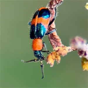 Dicranolaius bellulus (Red and Blue Pollen Beetle) at Lake George, NSW - 8 Mar 2025 by Hejor1