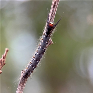 Nataxa flavescens at Lake George, NSW - 8 Mar 2025 12:50 PM