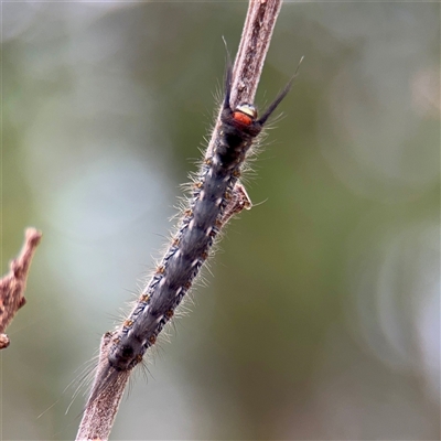 Lasiocampidae (family) immature at Lake George, NSW - Yesterday by Hejor1