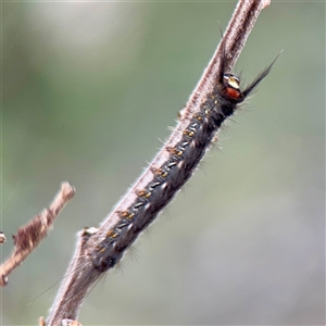 Nataxa flavescens at Lake George, NSW - 8 Mar 2025 12:50 PM