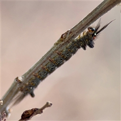 Nataxa flavescens at Lake George, NSW - 8 Mar 2025 12:50 PM