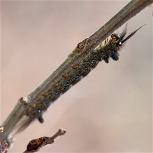 Nataxa flavescens at Lake George, NSW - 8 Mar 2025 12:50 PM