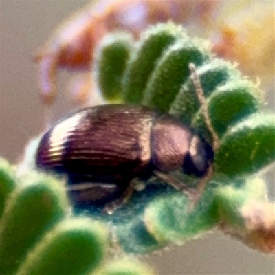 Chaetocnema sp. (a flea beetle) at Lake George, NSW - 8 Mar 2025 by Hejor1