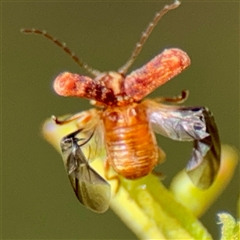 Edusella sp. (genus) at Lake George, NSW - Yesterday by Hejor1