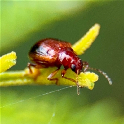 Chrysomelidae sp. (family) at Lake George, NSW - Yesterday by Hejor1