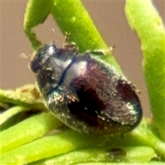 Unidentified Beetle (Coleoptera) at Lake George, NSW - Yesterday by Hejor1