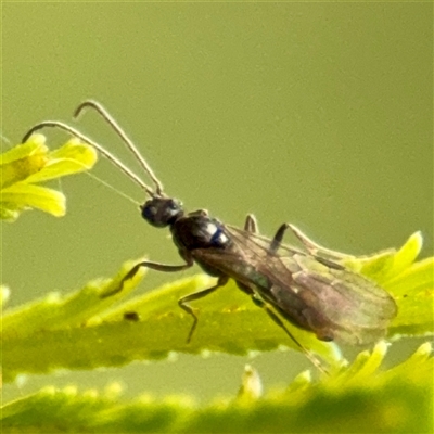 Formicidae (family) (Unidentified ant) at Lake George, NSW - Yesterday by Hejor1