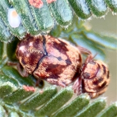 Elaphodes cervinus (Leaf beetle) at Lake George, NSW - 8 Mar 2025 by Hejor1