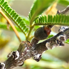 Cryptolaemus montrouzieri (Mealybug ladybird) at Lake George, NSW - Yesterday by Hejor1