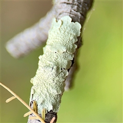 Flavoparmelia sp. at Lake George, NSW - Yesterday by Hejor1