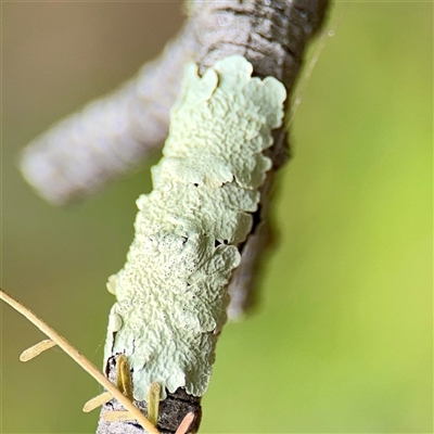 Flavoparmelia sp. at Lake George, NSW - Yesterday by Hejor1