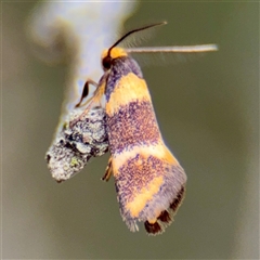 Lepidoscia (genus) ADULT at Lake George, NSW - Yesterday by Hejor1