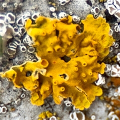 Xanthoria sp. at Lake George, NSW - Yesterday by Hejor1