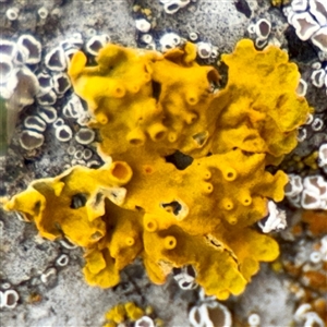 Xanthoria sp. at Lake George, NSW - 8 Mar 2025 by Hejor1