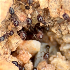 Monomorium sp. (genus) at Lake George, NSW - 8 Mar 2025 12:37 PM