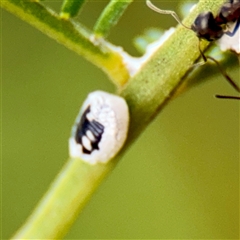 Melanococcus albizziae (Acacia Mealybug) at Lake George, NSW - 8 Mar 2025 by Hejor1