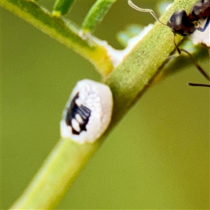 Melanococcus albizziae (Acacia Mealybug) at Lake George, NSW - 8 Mar 2025 by Hejor1