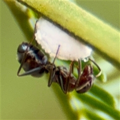 Iridomyrmex rufoniger (Tufted Tyrant Ant) at Lake George, NSW - Yesterday by Hejor1