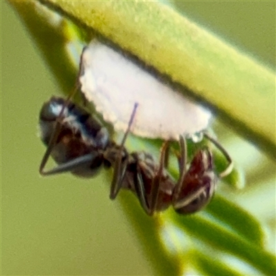 Iridomyrmex rufoniger (Tufted Tyrant Ant) at Lake George, NSW - 8 Mar 2025 by Hejor1