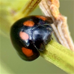 Orcus australasiae (Orange-spotted Ladybird) at Lake George, NSW - Yesterday by Hejor1