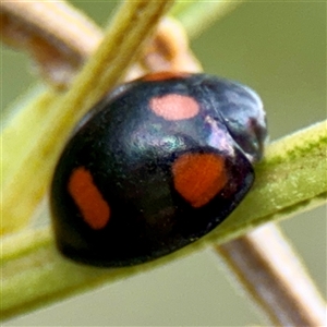 Orcus australasiae at Lake George, NSW - 8 Mar 2025 12:36 PM