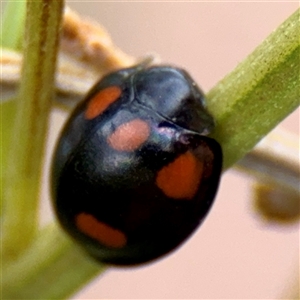 Orcus australasiae at Lake George, NSW - 8 Mar 2025 12:36 PM