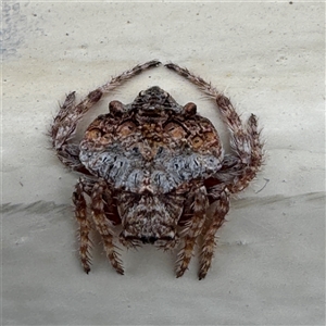 Dolophones sp. (genus) (Wrap-around spider) at Braddon, ACT - 8 Mar 2025 by Hejor1