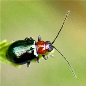 Adoxia benallae at Lake George, NSW - 8 Mar 2025 12:34 PM