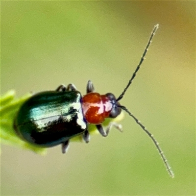 Adoxia benallae (Leaf beetle) at Lake George, NSW - 8 Mar 2025 by Hejor1