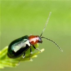 Adoxia benallae at Lake George, NSW - 8 Mar 2025 12:34 PM