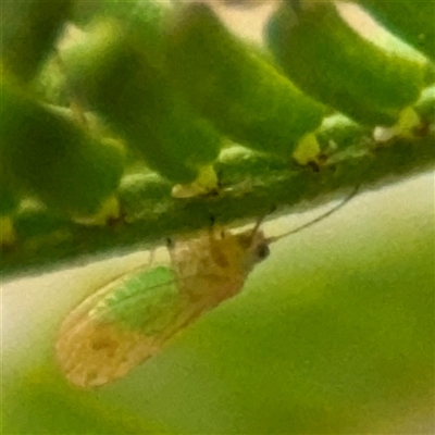 Psyllidae sp. (family) (Unidentified psyllid or lerp insect) at Lake George, NSW - 8 Mar 2025 by Hejor1