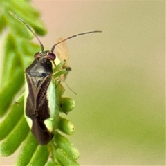 Miridae (family) (Unidentified plant bug) at Lake George, NSW - 8 Mar 2025 by Hejor1