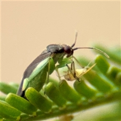 Miridae (family) at Lake George, NSW - 8 Mar 2025 03:16 PM