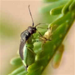 Miridae (family) at Lake George, NSW - 8 Mar 2025 03:16 PM