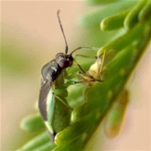 Miridae (family) at Lake George, NSW - 8 Mar 2025 03:16 PM