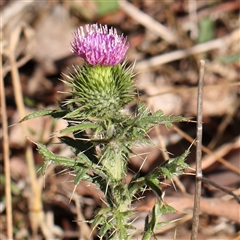 Cirsium vulgare at Bellmount Forest, NSW - 16 Feb 2025 by ConBoekel