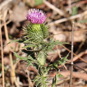 Cirsium vulgare (Spear Thistle) at Bellmount Forest, NSW - 16 Feb 2025 by ConBoekel