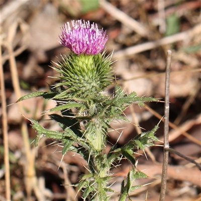 Cirsium vulgare at Bellmount Forest, NSW - 16 Feb 2025 by ConBoekel