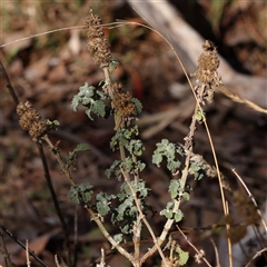 Marrubium vulgare at Bellmount Forest, NSW - 16 Feb 2025 by ConBoekel