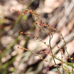 Rumex acetosella at Bellmount Forest, NSW - 16 Feb 2025 by ConBoekel