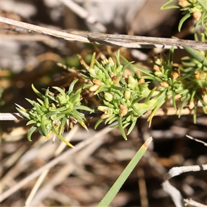 Scleranthus fasciculatus (Knawel) at Bellmount Forest, NSW - 16 Feb 2025 by ConBoekel